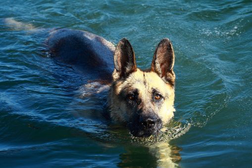 1280px-german_shepherd_dog_swimming
